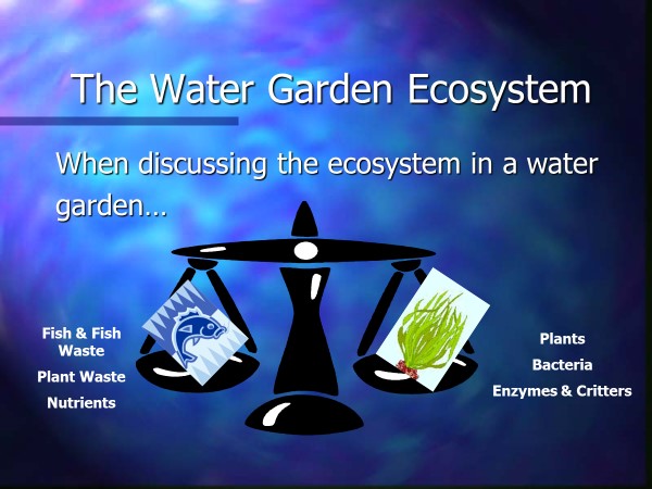 Water Garden Ecosyatem Water Garden Ecosyatem